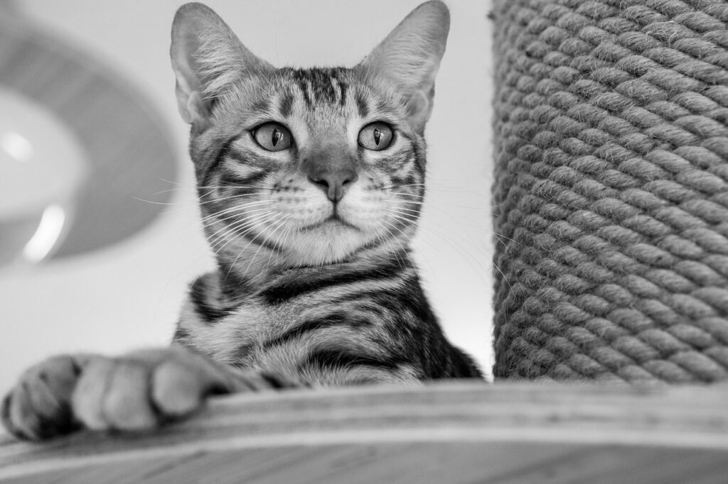 ペットの火葬と供養に関する体験談をブログで紹介しているのはどこ？