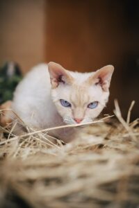 ペットの火葬における供養契約の注意点とは？