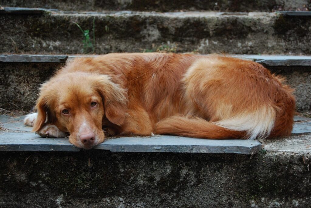 ペットの火葬にかかる料金の相場はどのくらいですか？