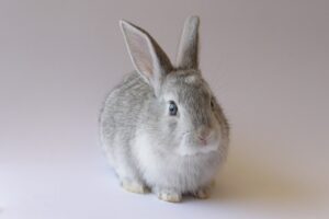 うさぎの火葬サービスはどこで受けられるの？