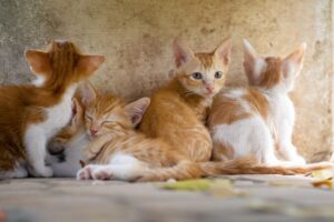 ペットの火葬と供養を行うペット霊園の選び方は？