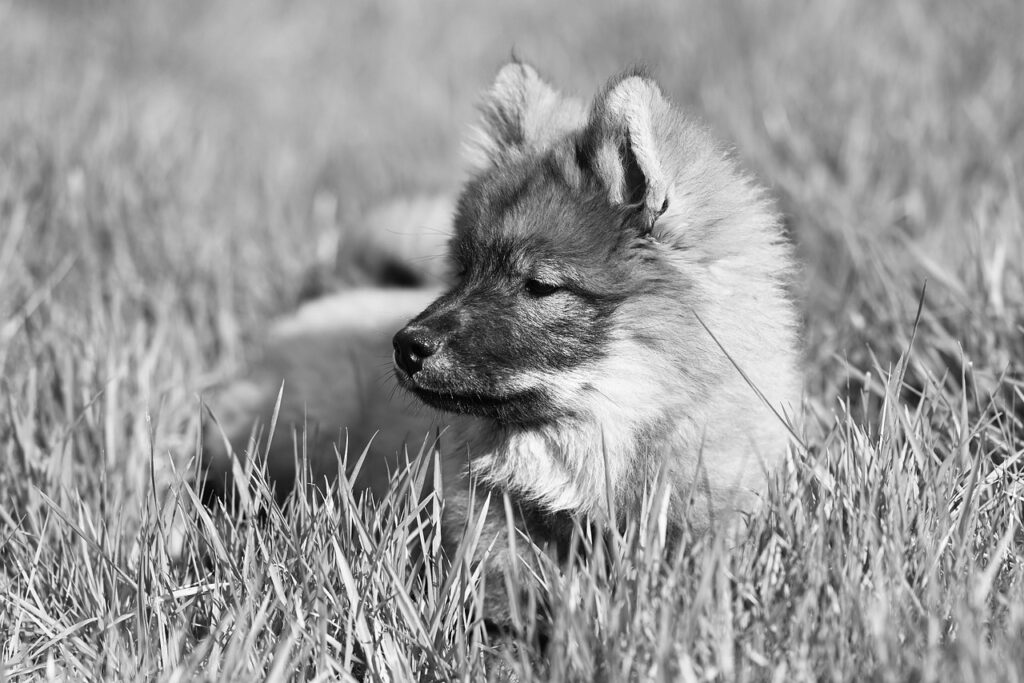 ペットの火葬後におすすめの供養方法と毛髪アクセサリーは？