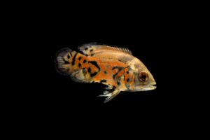 ペットの火葬後の供養として散骨する海の選び方は？