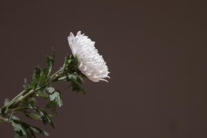 ペットの葬儀を成功させるための体験談とは？