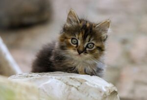 ペットの火葬で供養をする際の個別立会いのメリットは？