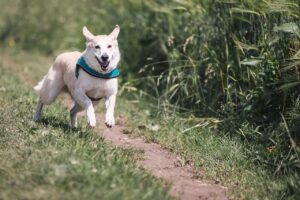 ペットの火葬と供養の方法を比較したランキングは？