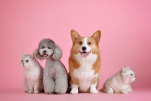 ペットの火葬と供養は当日対応が可能なのか？