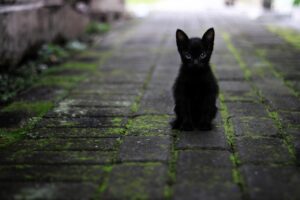 ペットの火葬を一括で供養するサービスとは？