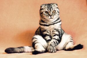 ペットの火葬を個別に供養する方法は？