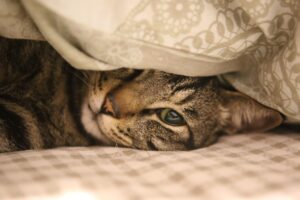 ペットの火葬後に選ぶ供養方法としての遺骨ペンダントは？