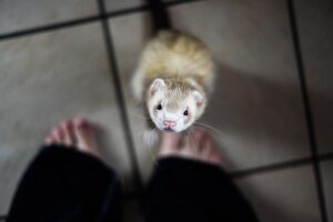 ペットの火葬を自宅で行うことはできる？