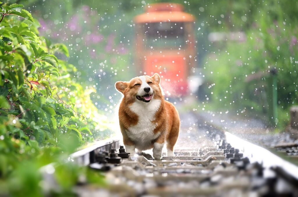 ペットの火葬を雨の日にどうする？